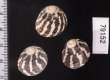 シマイチマツシタダミ （仮称） Austrocochlea porcatafig.2