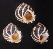 シマイチマツシタダミ （仮称） Austrocochlea porcatafig.1