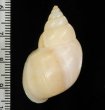 シロメキシコトウガタマイマイ (仮称) Naesiotus pallidiorfig.2