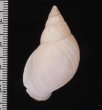 シロメキシコトウガタマイマイの一型 Naesiotus pallidior striatulusfig.2