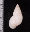 シロメキシコトウガタマイマイ (仮称) Naesiotus pallidiorfig.2