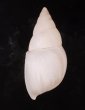 シロメキシコトウガタマイマイ (仮称) Naesiotus pallidiorfig.3