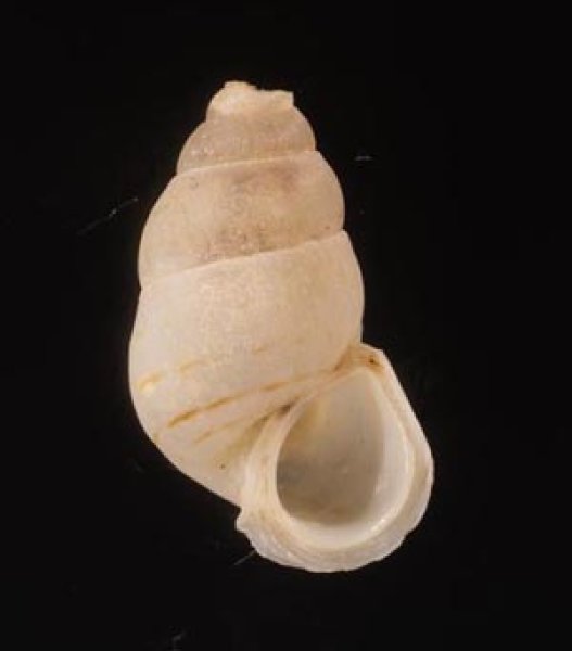 ハナヤカハイチクチヒレ (仮称) Sallepoma pulchellumfig.1