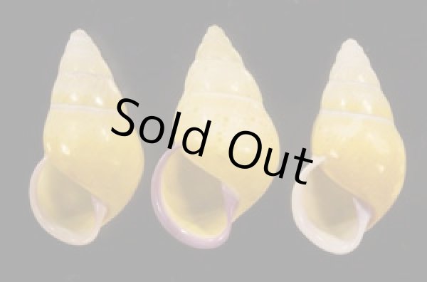 画像1: ハナヤカクチベニマレーマイマイ (仮称) (1)