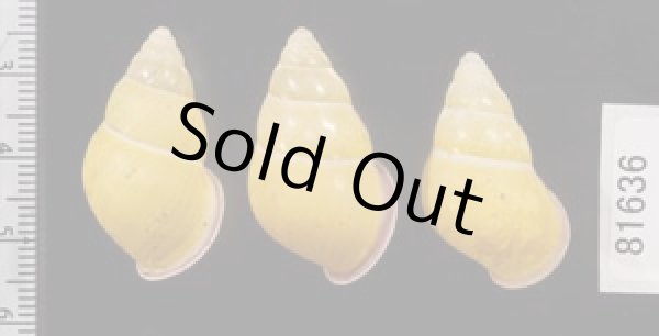 画像2: ハナヤカクチベニマレーマイマイ (仮称) (2)