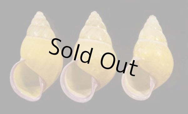 画像1: ハナヤカクチベニマレーマイマイ (仮称) (1)