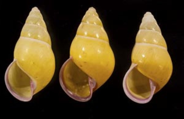 画像1: ハナヤカクチベニマレーマイマイ (仮称) (1)