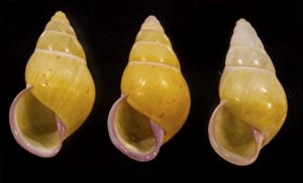 画像1: ハナヤカクチベニマレーマイマイ (仮称) (1)