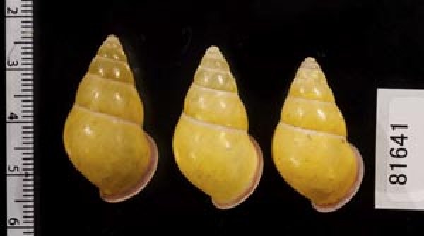 画像2: ハナヤカクチベニマレーマイマイ (仮称) (2)