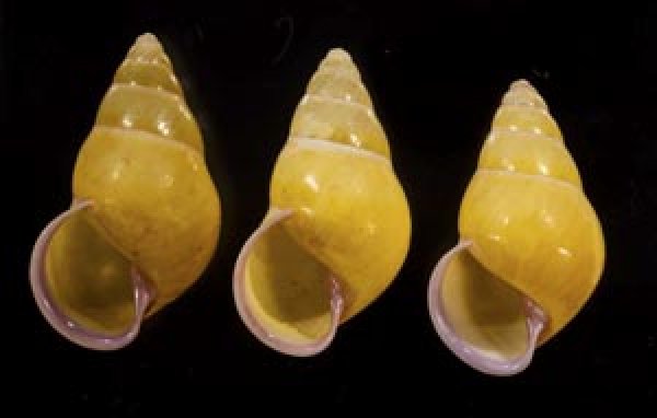 画像1: ハナヤカクチベニマレーマイマイ (仮称) (1)