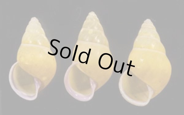 画像1: ハナヤカクチベニマレーマイマイ (仮称) (1)