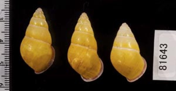 画像2: ハナヤカクチベニマレーマイマイ (仮称) (2)