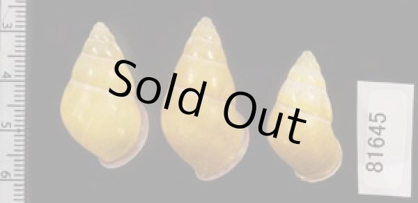 画像2: ハナヤカクチベニマレーマイマイ (仮称) (2)