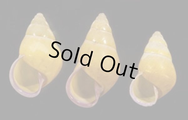 画像1: ハナヤカクチベニマレーマイマイ (仮称) (1)