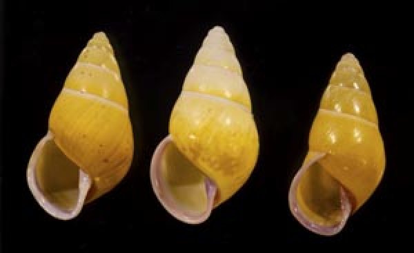 画像1: ハナヤカクチベニマレーマイマイ (仮称) (1)