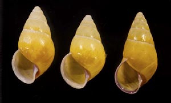 画像1: ハナヤカクチベニマレーマイマイ (仮称) (1)