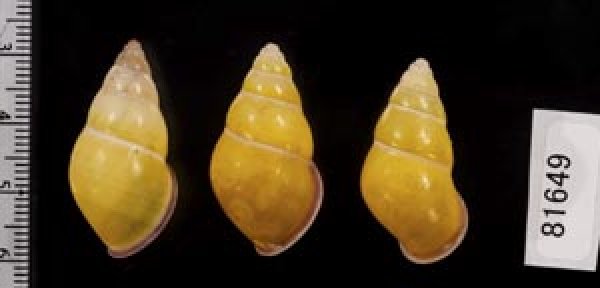 画像2: ハナヤカクチベニマレーマイマイ (仮称) (2)