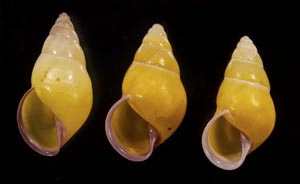 画像1: ハナヤカクチベニマレーマイマイ (仮称) (1)