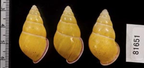 画像2: ハナヤカクチベニマレーマイマイ (仮称) (2)