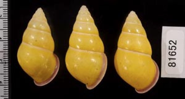 画像2: ハナヤカクチベニマレーマイマイ (仮称) (2)