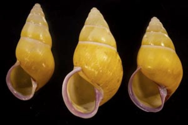 画像1: ハナヤカクチベニマレーマイマイ (仮称) (1)