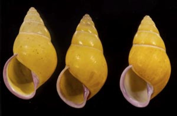 画像1: ハナヤカクチベニマレーマイマイ (仮称) (1)