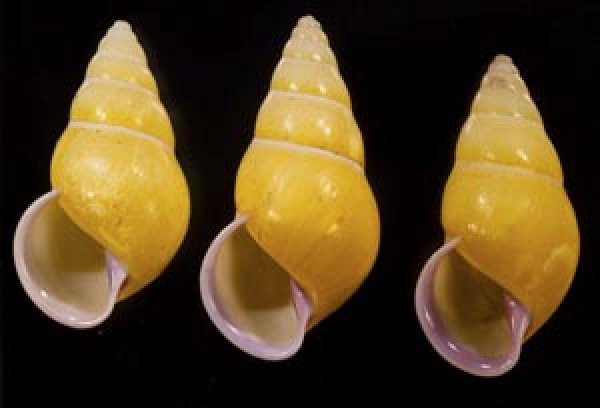 画像1: ハナヤカクチベニマレーマイマイ (仮称) (1)