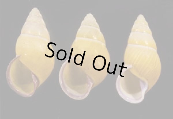 画像1: ハナヤカクチベニマレーマイマイ (仮称) (1)