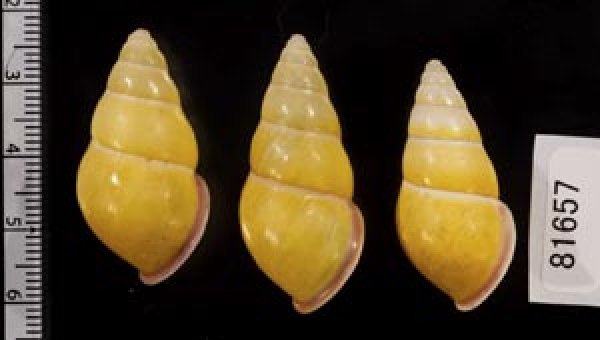 画像2: ハナヤカクチベニマレーマイマイ (仮称) (2)