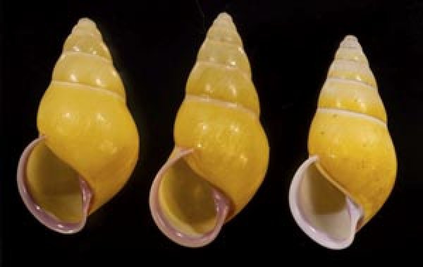 画像1: ハナヤカクチベニマレーマイマイ (仮称) (1)