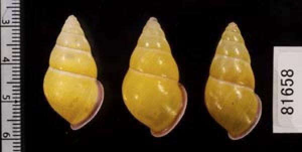 画像2: ハナヤカクチベニマレーマイマイ (仮称) (2)