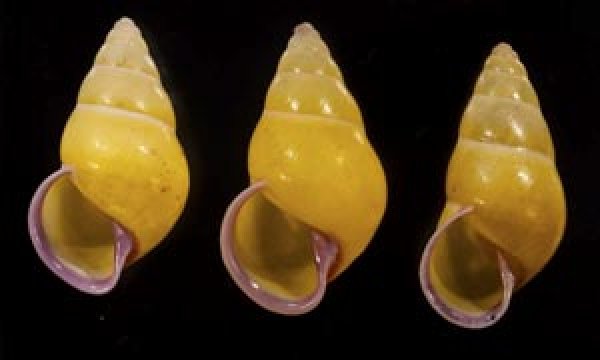 画像1: ハナヤカクチベニマレーマイマイ (仮称) (1)