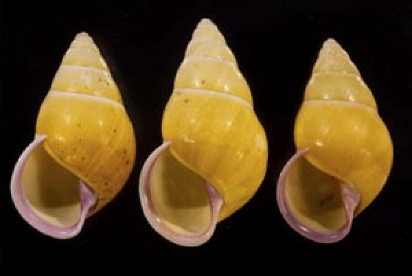 画像1: ハナヤカクチベニマレーマイマイ (仮称) (1)