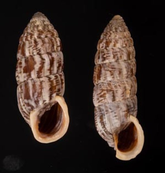 カレハオオタワラ Cerion mumina chrysalisfig.1