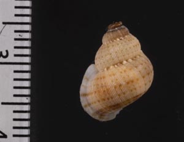 画像2: レッドフィールドクチヒレ （仮称） (2)