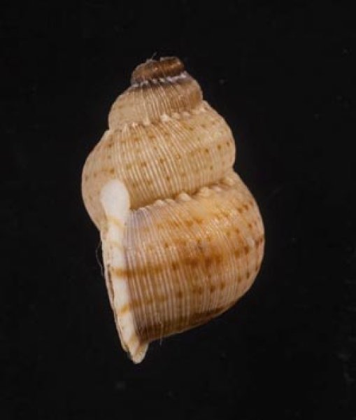 画像3: レッドフィールドクチヒレ （仮称） (3)