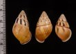 ヒメホンダオマレーマイマイ (仮称) Amphidromus liei joshuathamifig.2