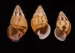 ヒメホンダオマレーマイマイ (仮称) Amphidromus liei joshuathamifig.1