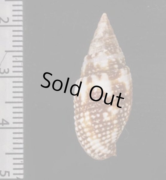 画像2: オーロラフデ (2)