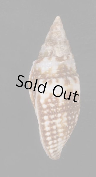 画像3: オーロラフデ (3)