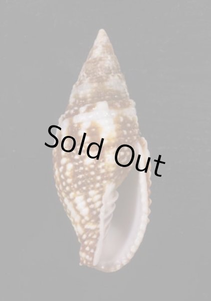 画像1: オーロラフデ (1)