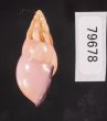 ノリオマレーマイマイ (仮称) Amphidromus noriokowasoeifig.3