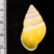 プロタニアマレーマイマイ (仮称) Amphidromus protaniafig.2