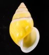 プロタニアマレーマイマイ (仮称) Amphidromus protaniafig.1