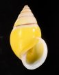 プロタニアマレーマイマイ (仮称) Amphidromus protaniafig.1