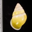 プロタニアマレーマイマイ (仮称) Amphidromus protaniafig.2