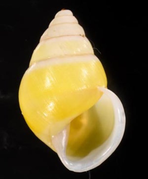 プロタニアマレーマイマイ (仮称) Amphidromus protaniafig.1