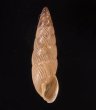 ナガイトカケクチトジギセル (仮称) Clessinia neglectafig.1