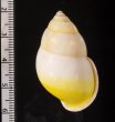 タクミマレーマイマイ Amphidromus atricallosus atricallosusfig.2