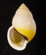 タクミマレーマイマイ Amphidromus atricallosus atricallosusfig.1